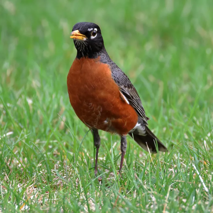 American Robin