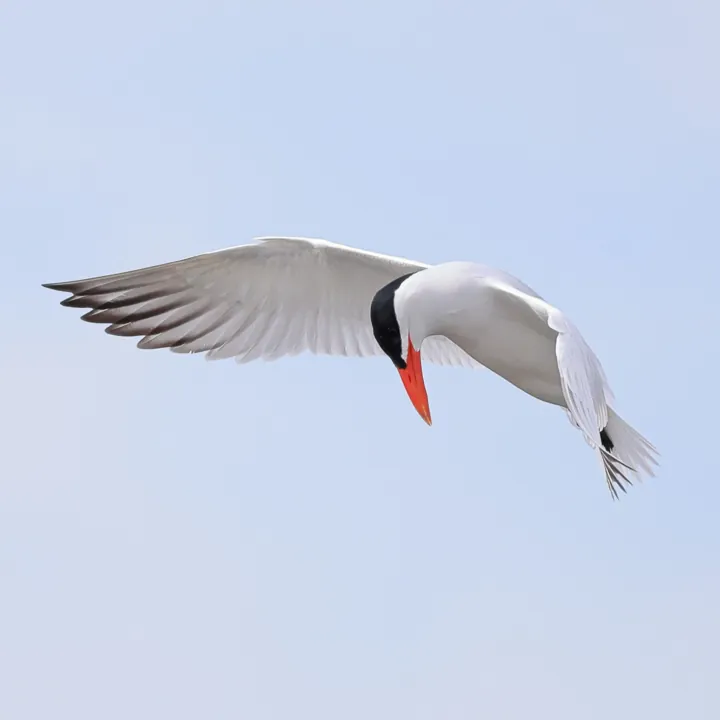 Caspian Tern