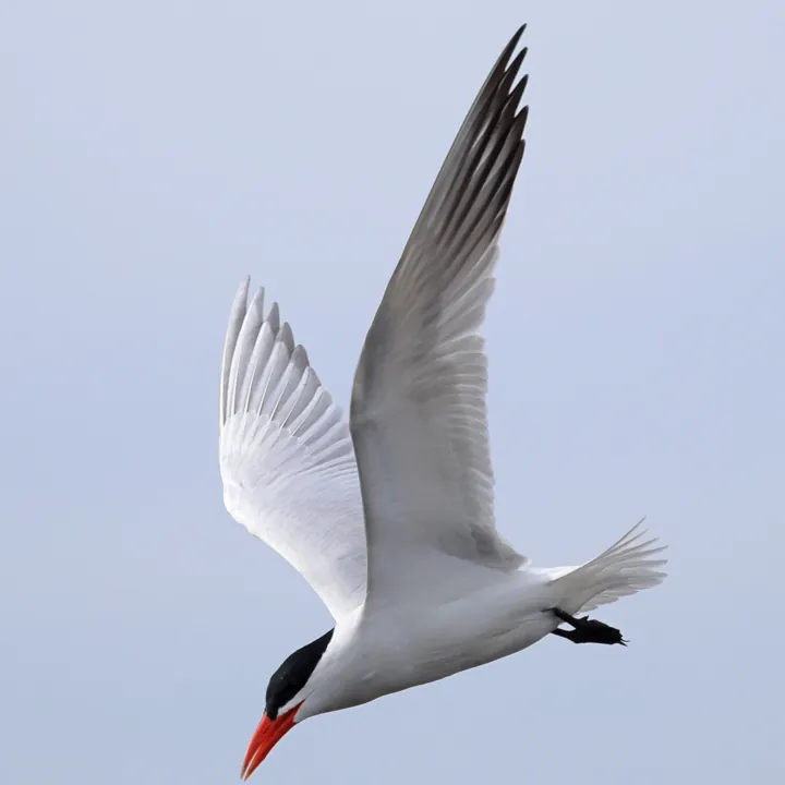 Caspian Tern
