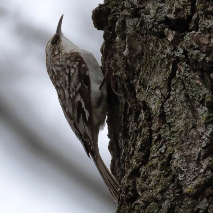 Brown Creeper