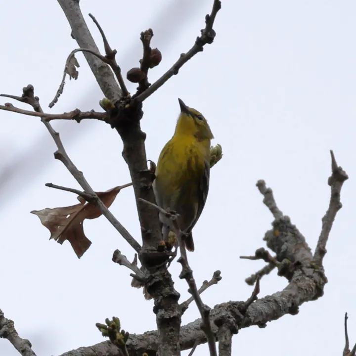 Pine Warbler