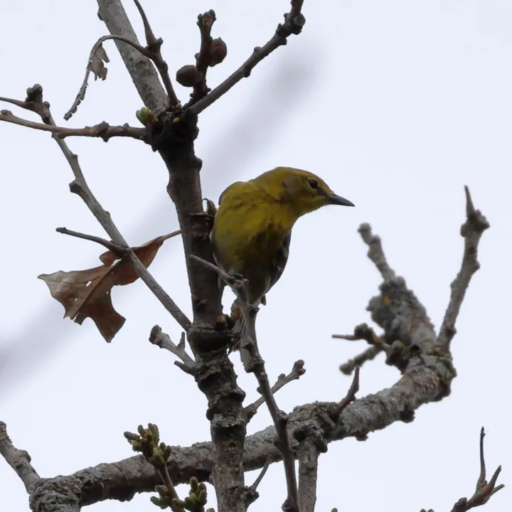 Pine Warbler
