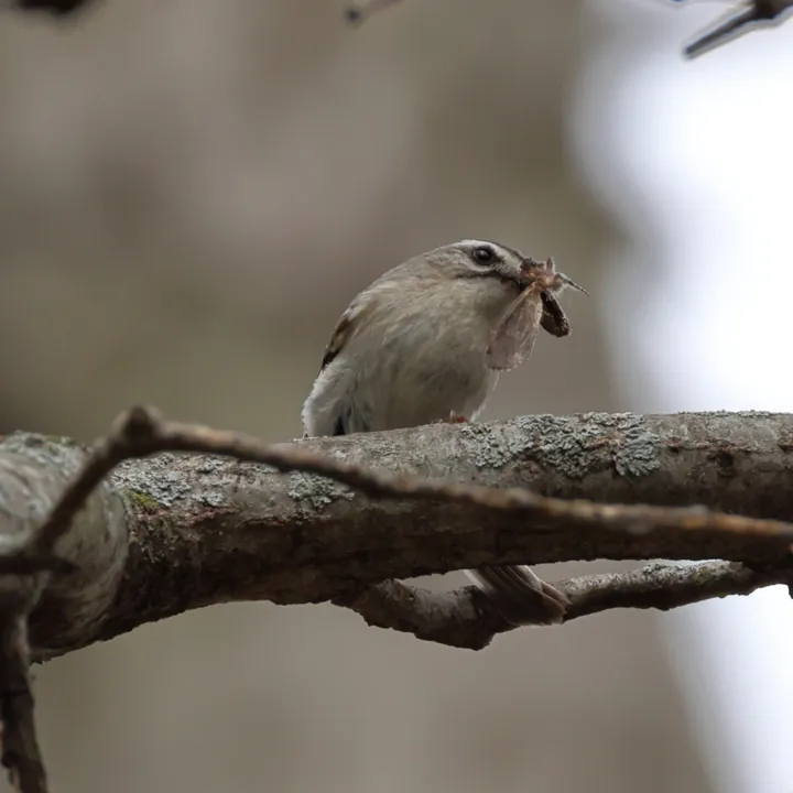 Golden-crowned Kinglet