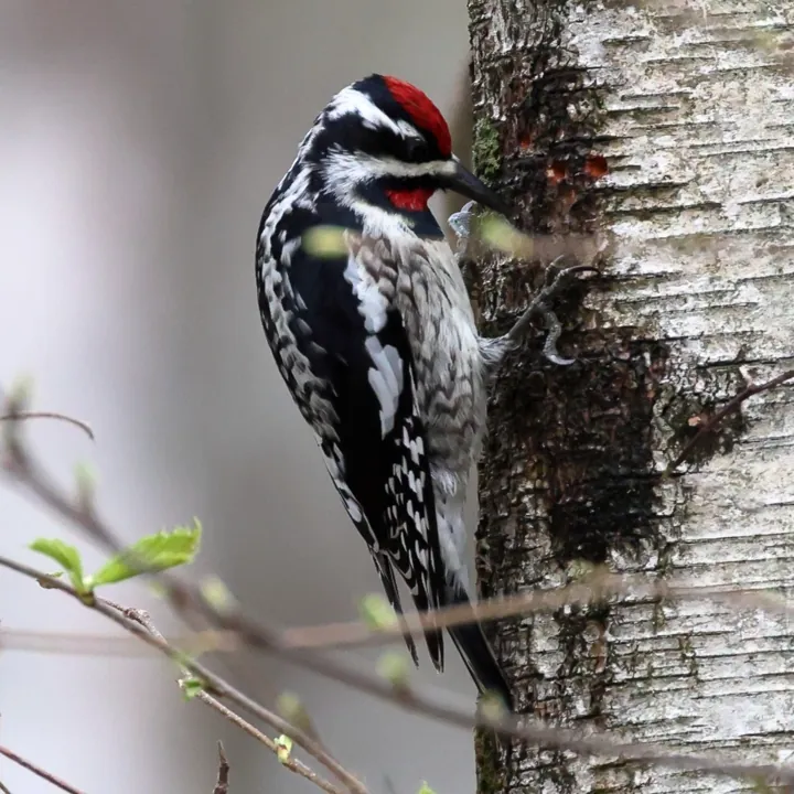 Yellow-bellied Sapsucker