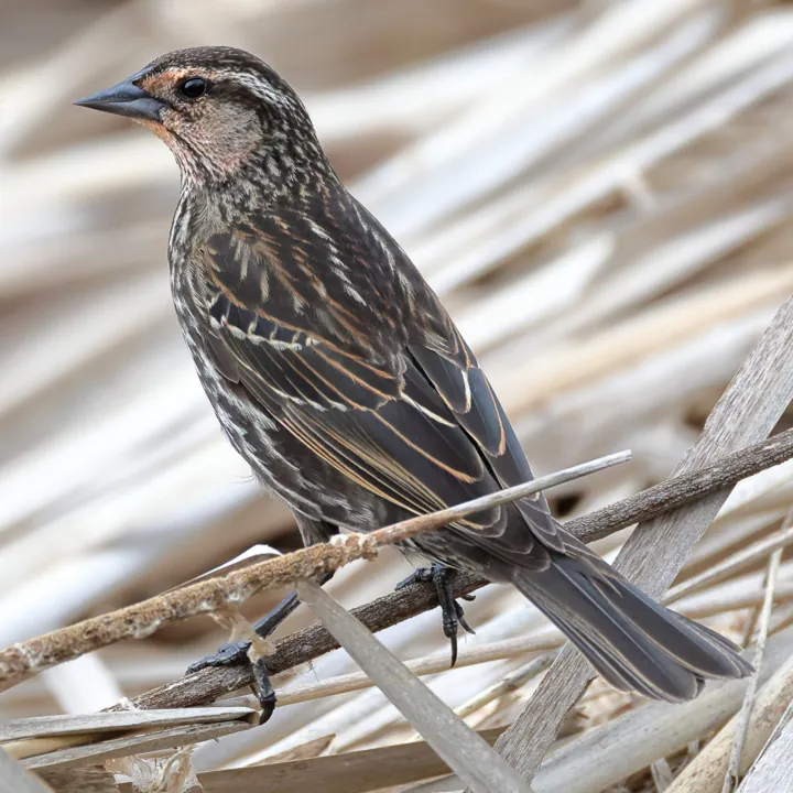 Red-winged Blackbird