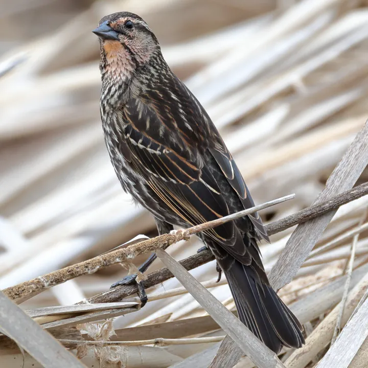 Red-winged Blackbird