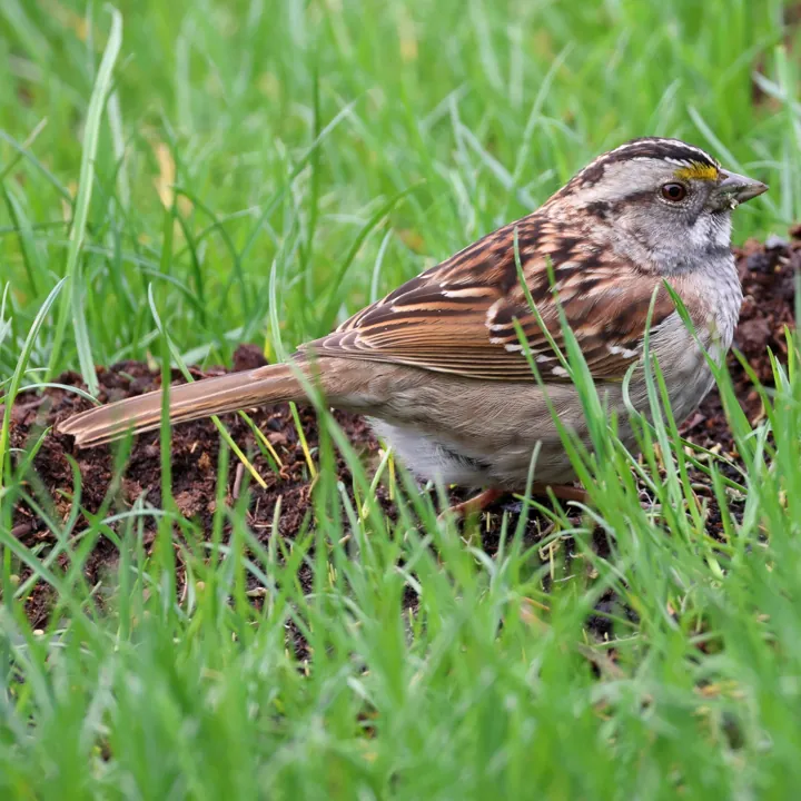 White-throated Sparrow