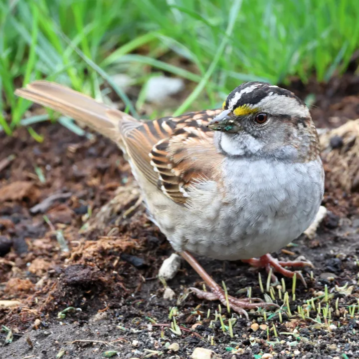 White-throated Sparrow