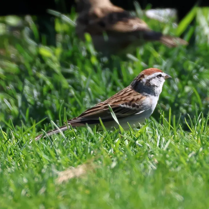 Chipping Sparrow