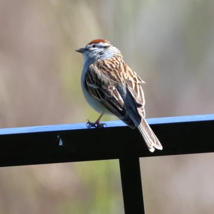 Chipping Sparrow