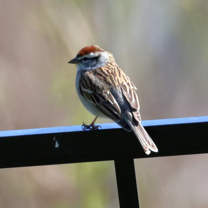 Chipping Sparrow