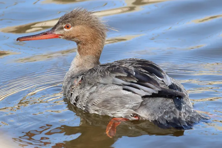 Red-breasted Merganser