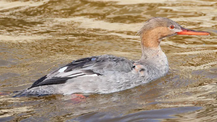 Red-breasted Merganser