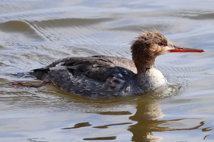 Red-breasted Merganser