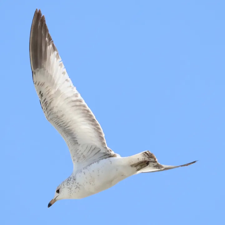 Ring-billed Gull
