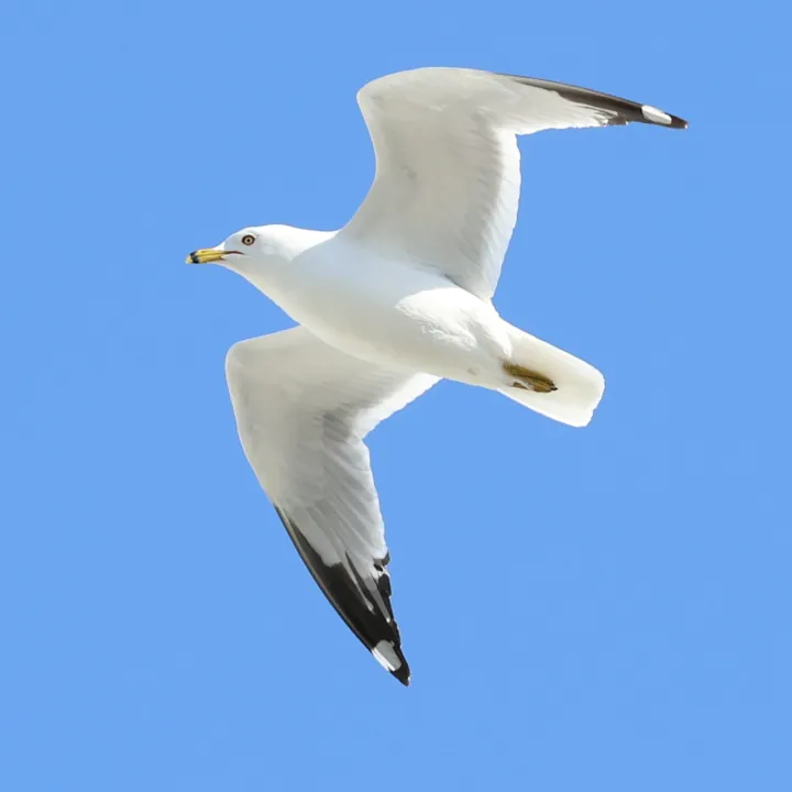 Ring-billed Gull