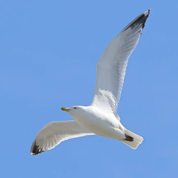 American Herring Gull