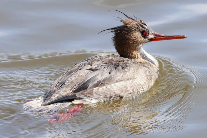 Red-breasted Merganser