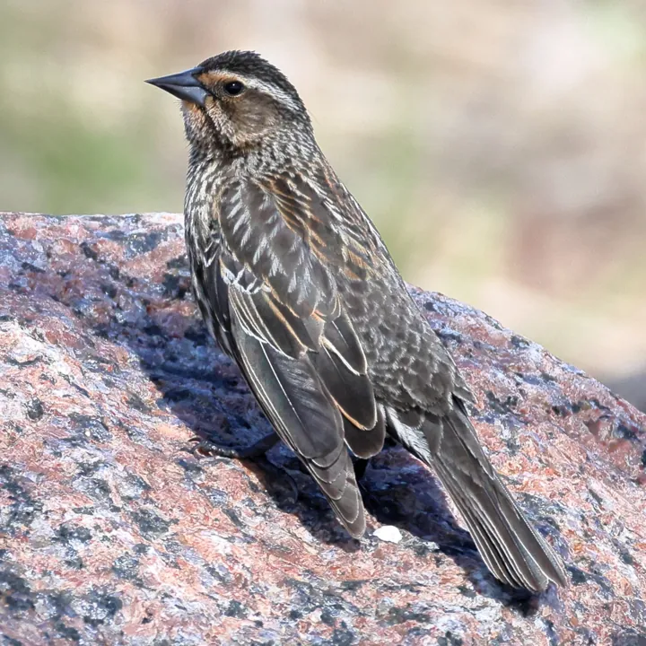 Red-winged Blackbird