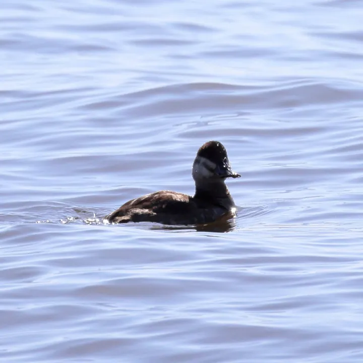 Ruddy Duck