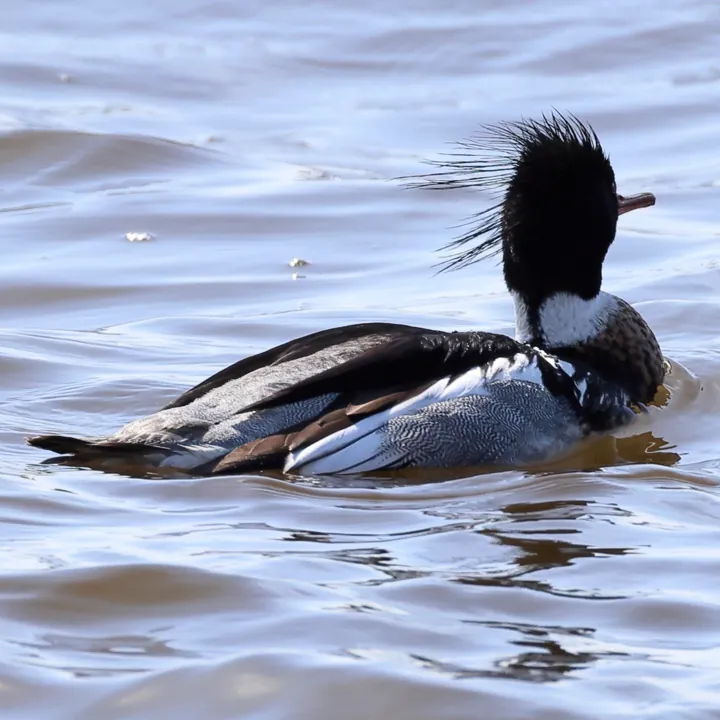 Red-breasted Merganser
