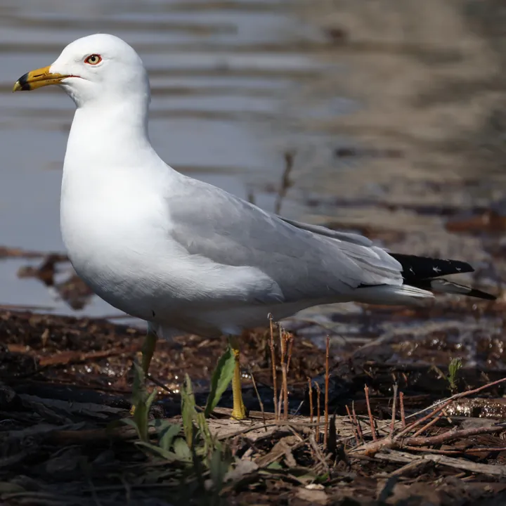 Ring-billed Gull