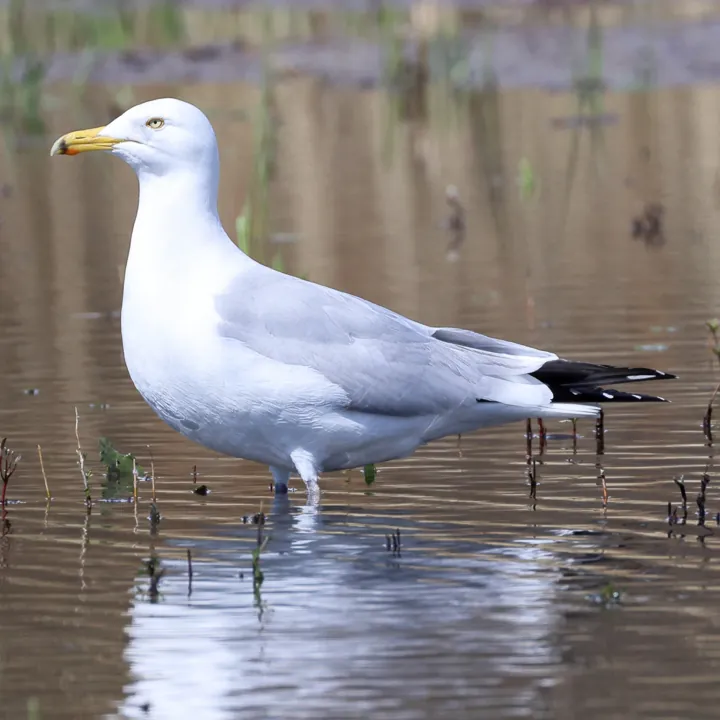 American Herring Gull