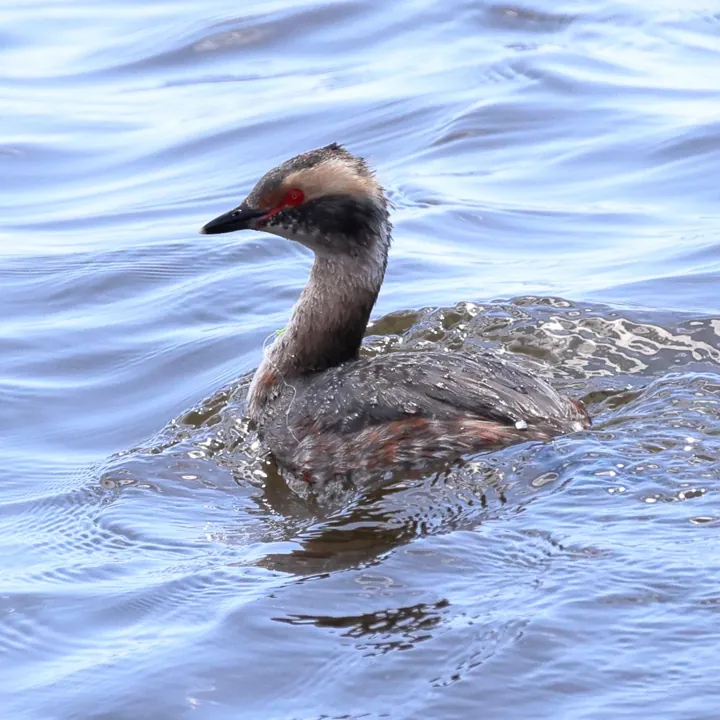 Horned Grebe