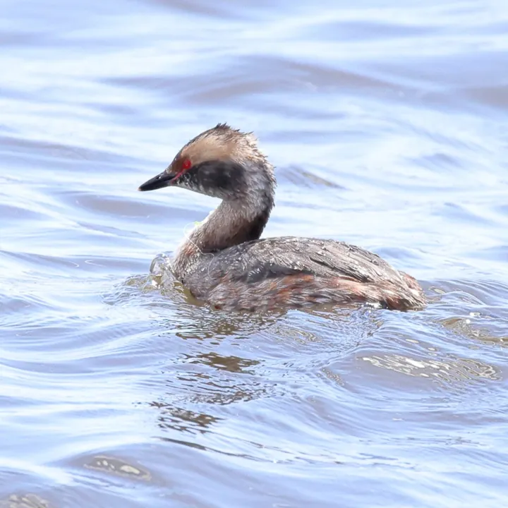 Horned Grebe
