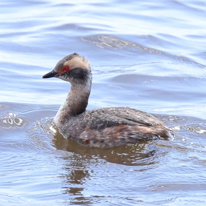 Horned Grebe