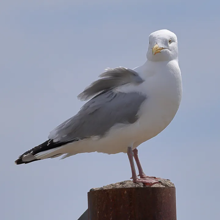 American Herring Gull