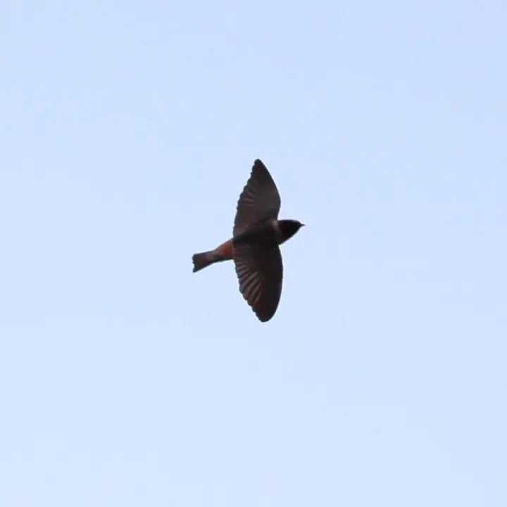 Cliff Swallow