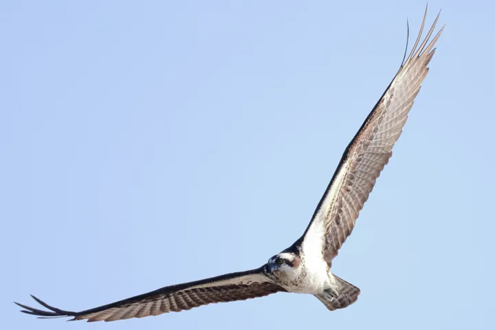 Osprey