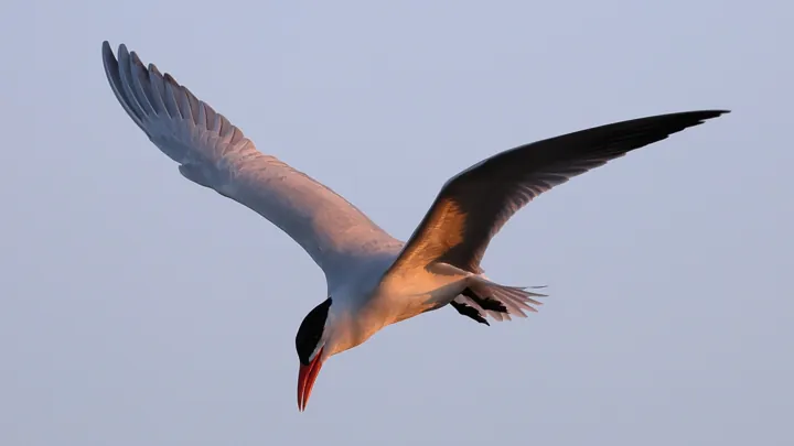 Caspian Tern