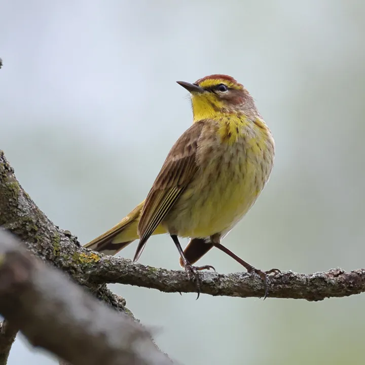 Palm Warbler