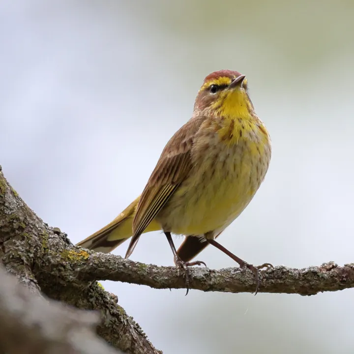 Palm Warbler