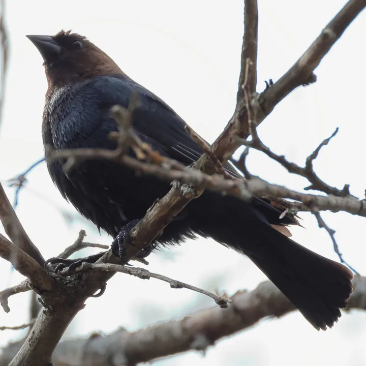 Brown-headed Cowbird