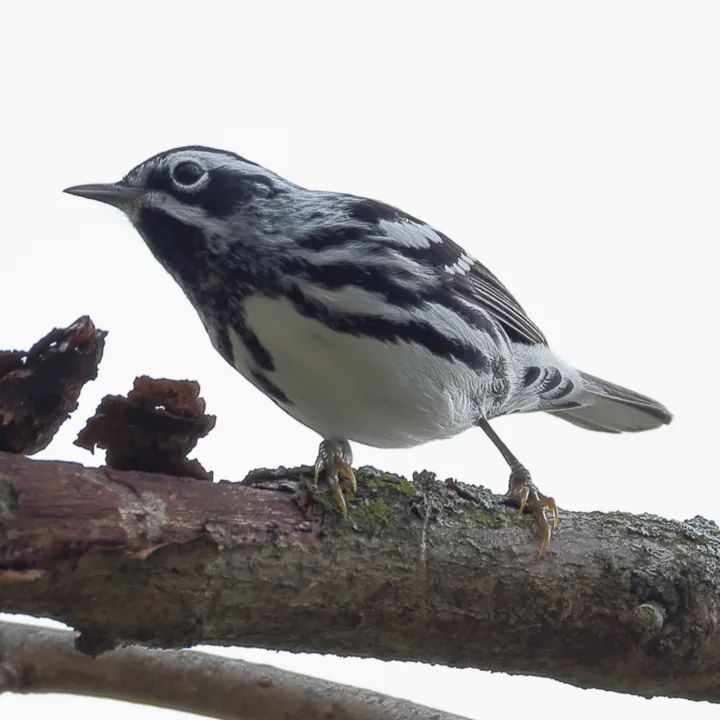 Black-and-white Warbler