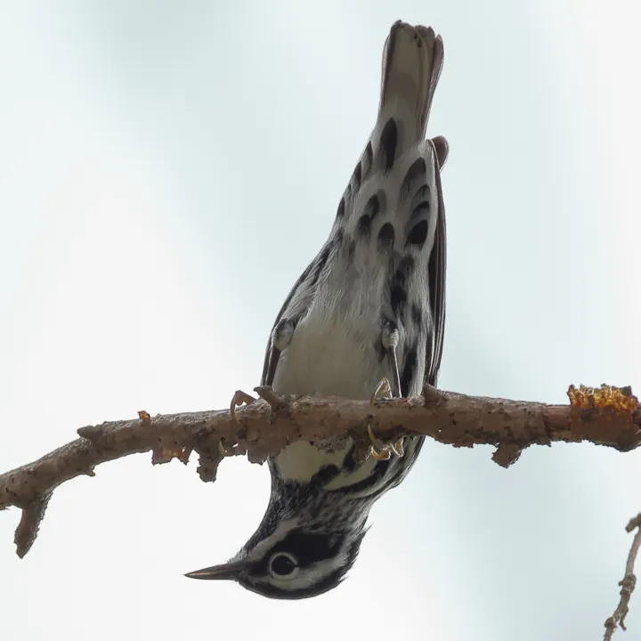 Black-and-white Warbler