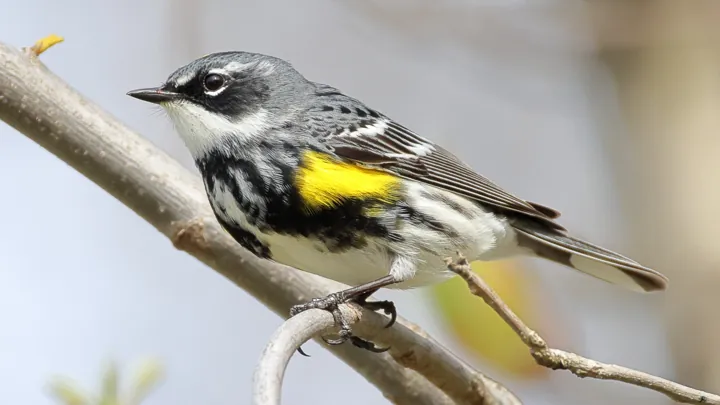 Yellow-rumped Warbler