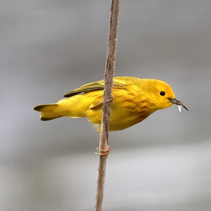 Northern Yellow Warbler
