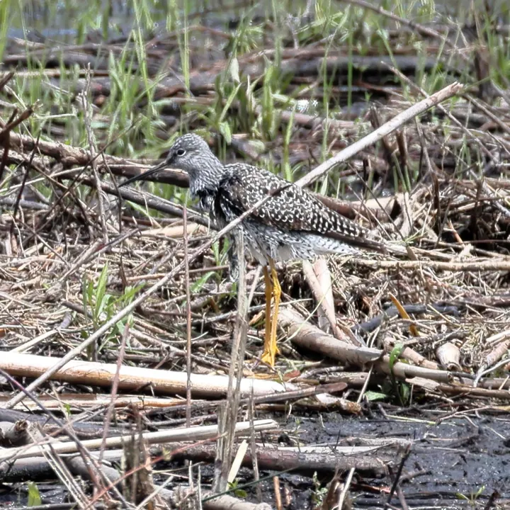 Greater Yellowlegs