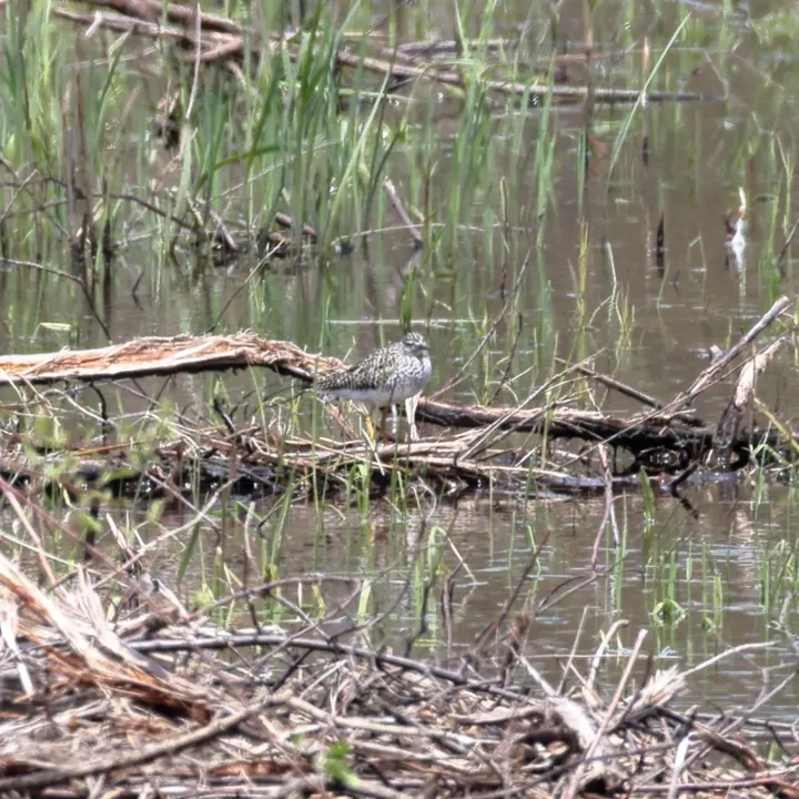 Lesser Yellowlegs