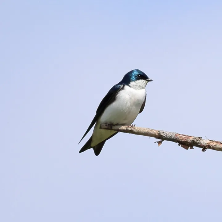 Tree Swallow