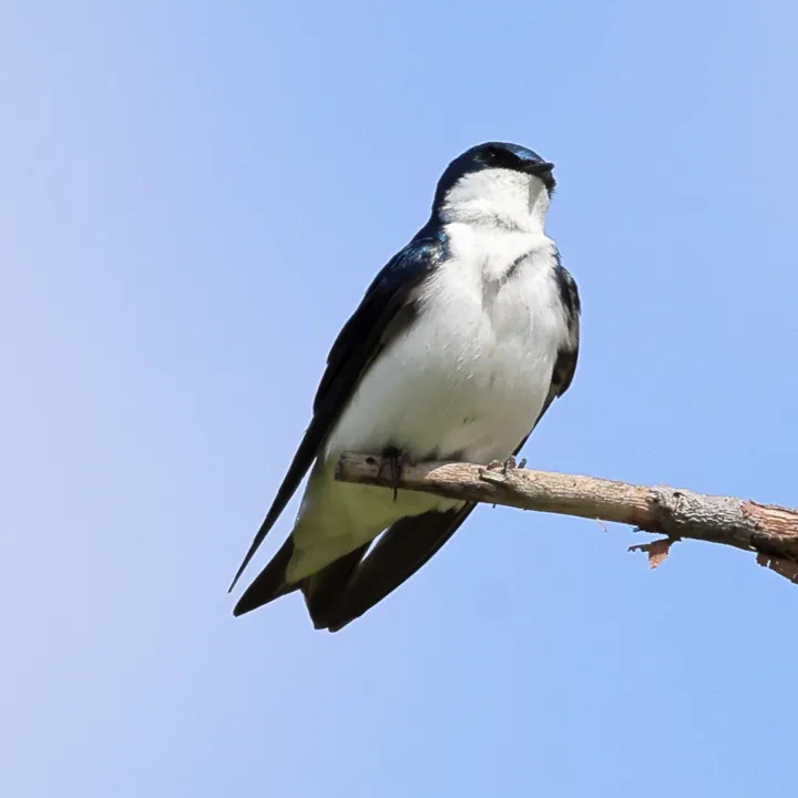 Tree Swallow