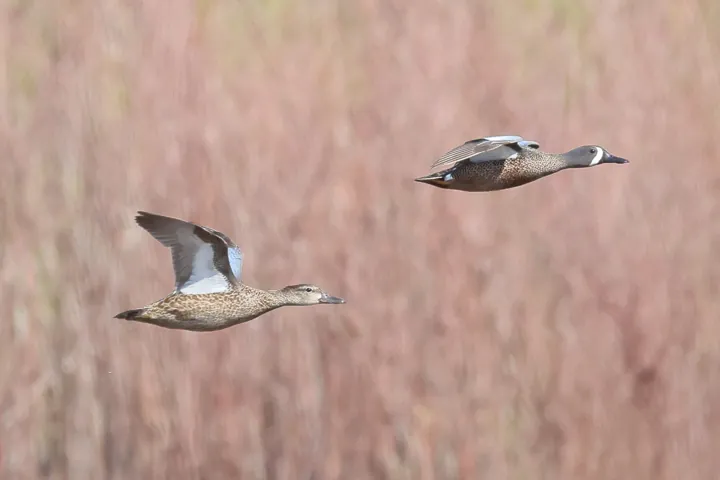 Blue-winged Teal