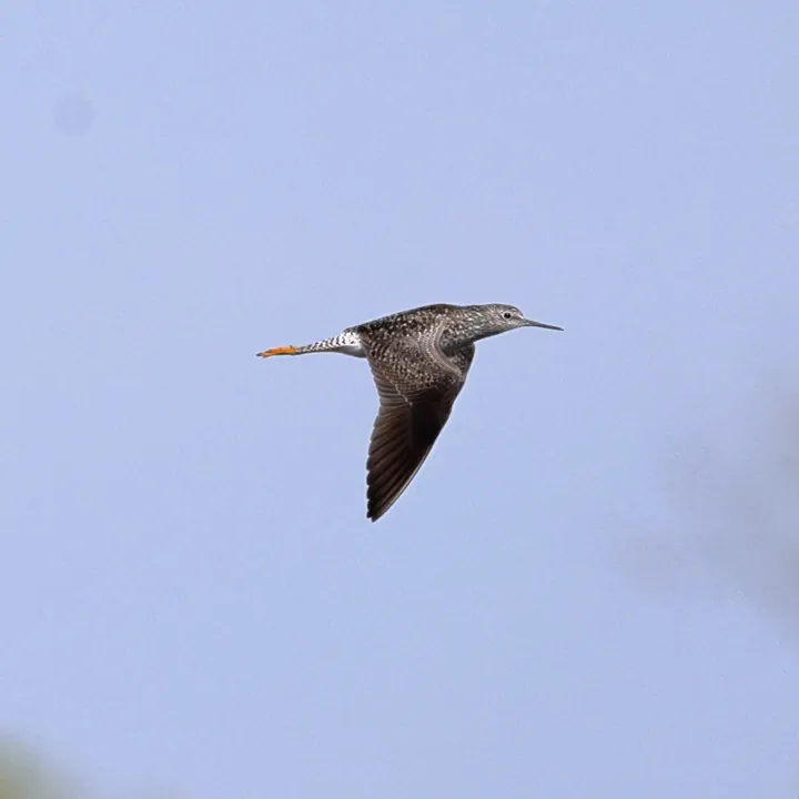 Lesser Yellowlegs