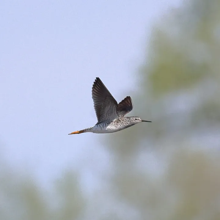 Lesser Yellowlegs