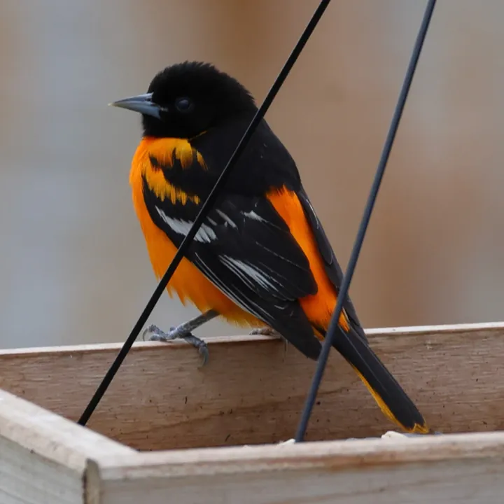 Baltimore Oriole