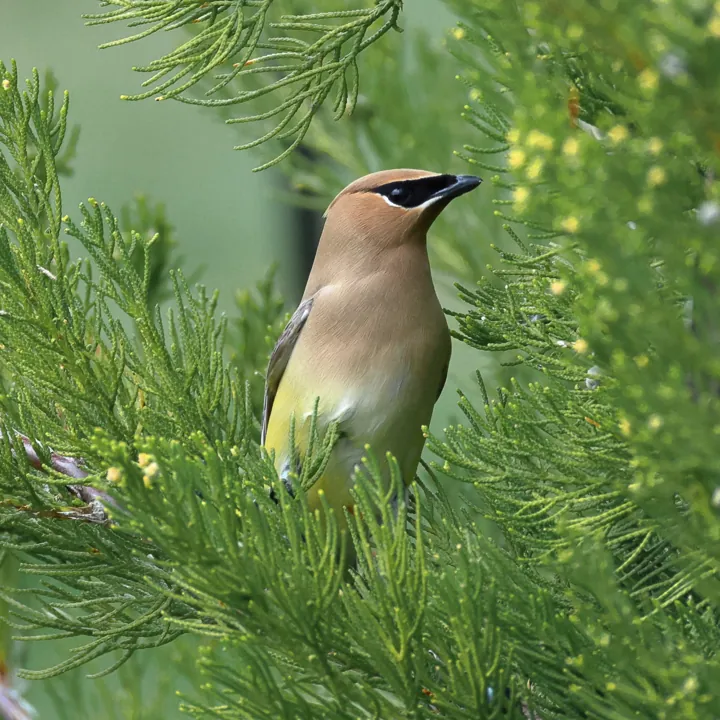 Cedar Waxwing